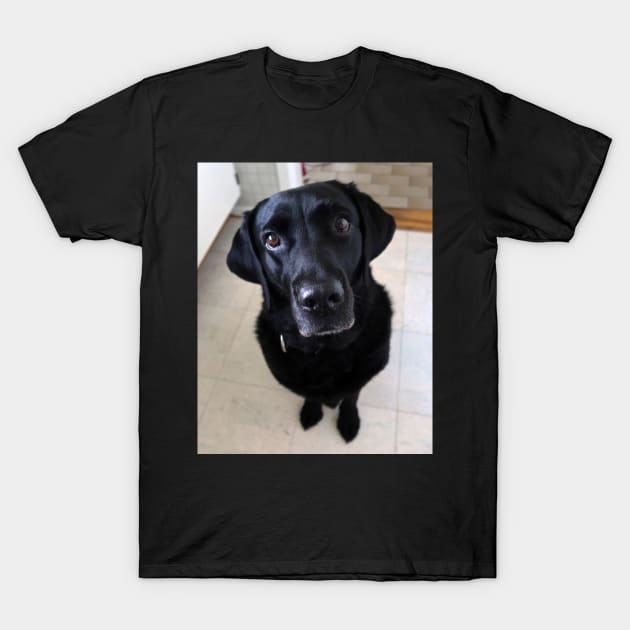 Sia 8 years old Labrador T-Shirt by Trine